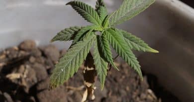 Lo que debes de saber antes de cultivar cannabis