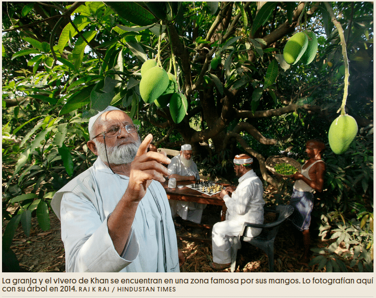 Cómo el 'Mango Man' de la India hizo crecer un árbol con 300 sabores