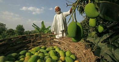 , Cómo el &#8216;Mango Man&#8217; de la India hizo crecer un árbol con 300 variedades