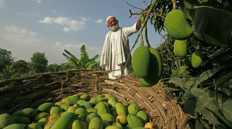 , Cómo el ‘Mango Man’ de la India hizo crecer un árbol con 300 variedades