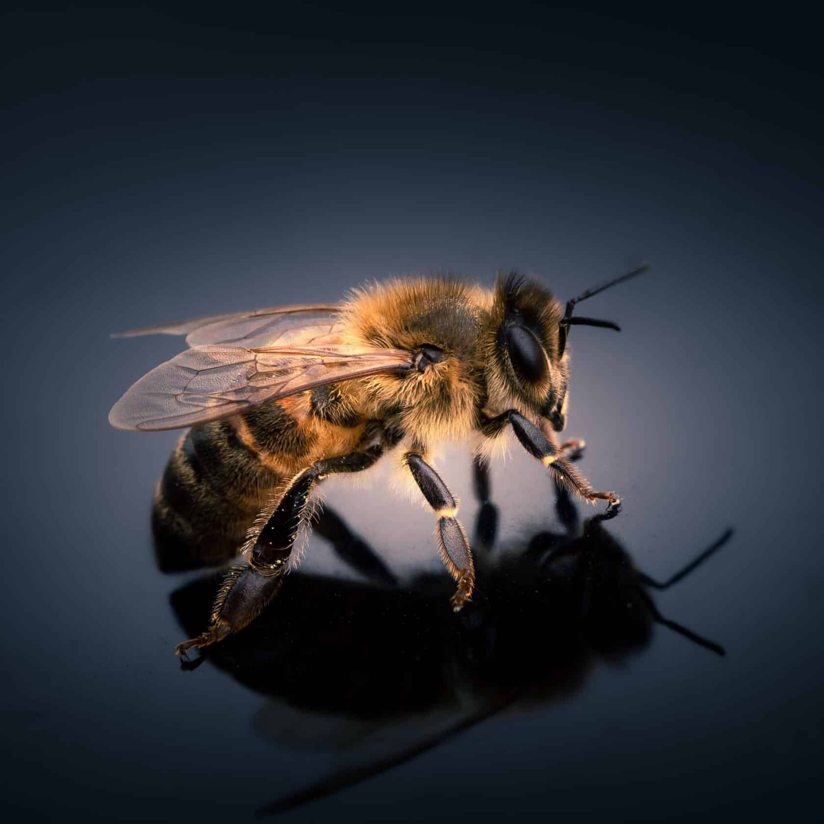 Las plantas de energía solar pueden ser un buen hábitat para las abejas