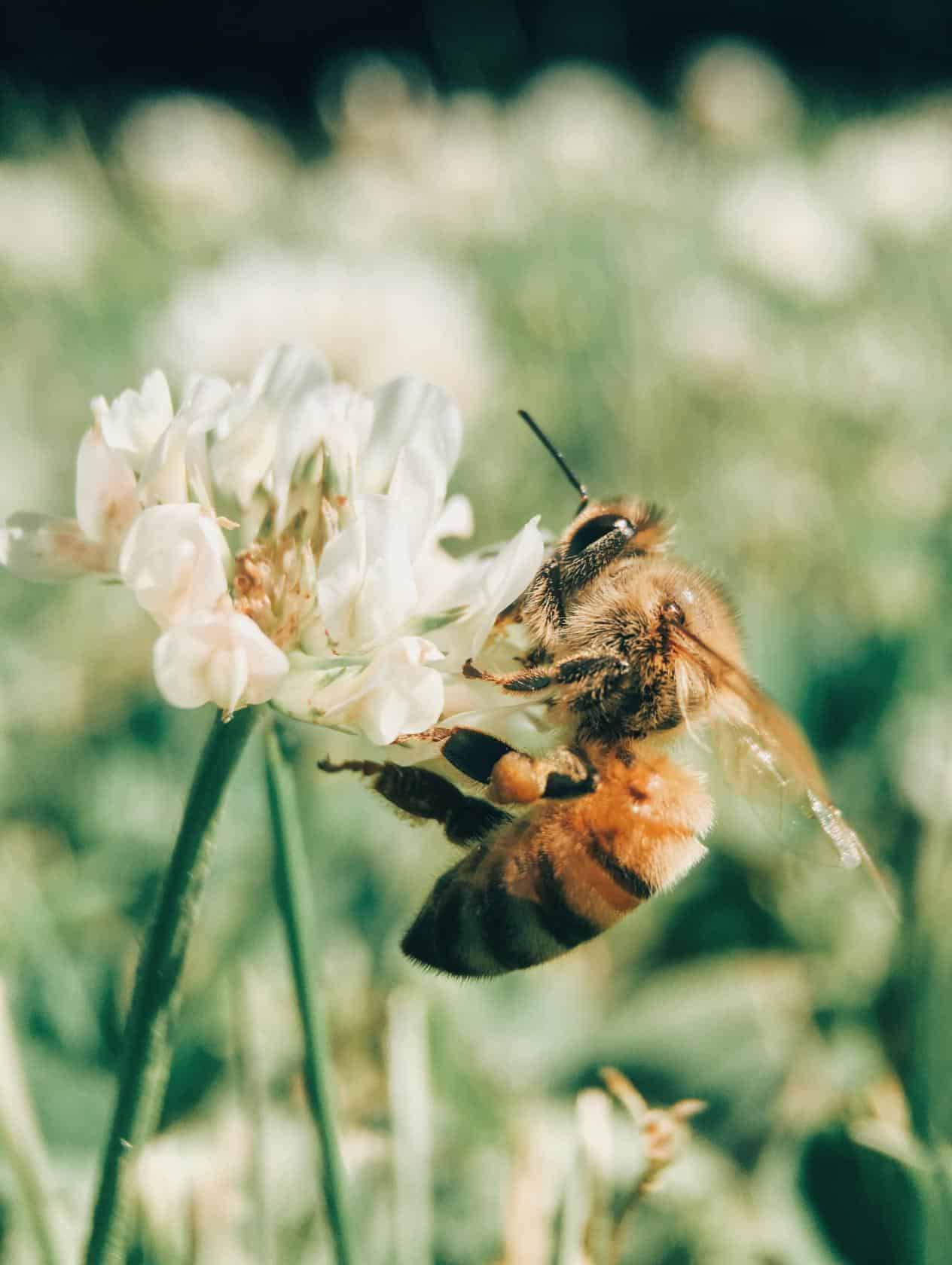 Las plantas de energía solar pueden ser un buen hábitat para las abejas