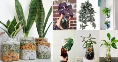 15 Plantas de interior que puedes cultivar en frascos y botellas