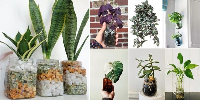 15 Plantas de interior que puedes cultivar en frascos y botellas