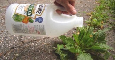 Sorprendente: 10 beneficios de usar vinagre en tu jardín