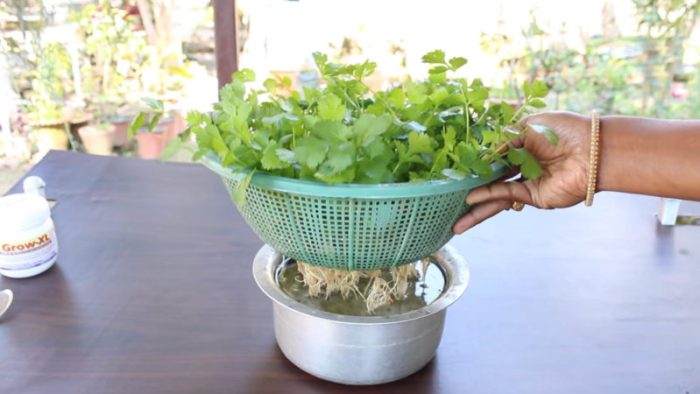 Un método fácil y práctico para cultivar cilantro orgánico en casa y sin tierra
