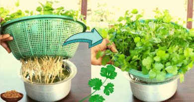Un método fácil y práctico para cultivar cilantro orgánico en casa y sin tierra