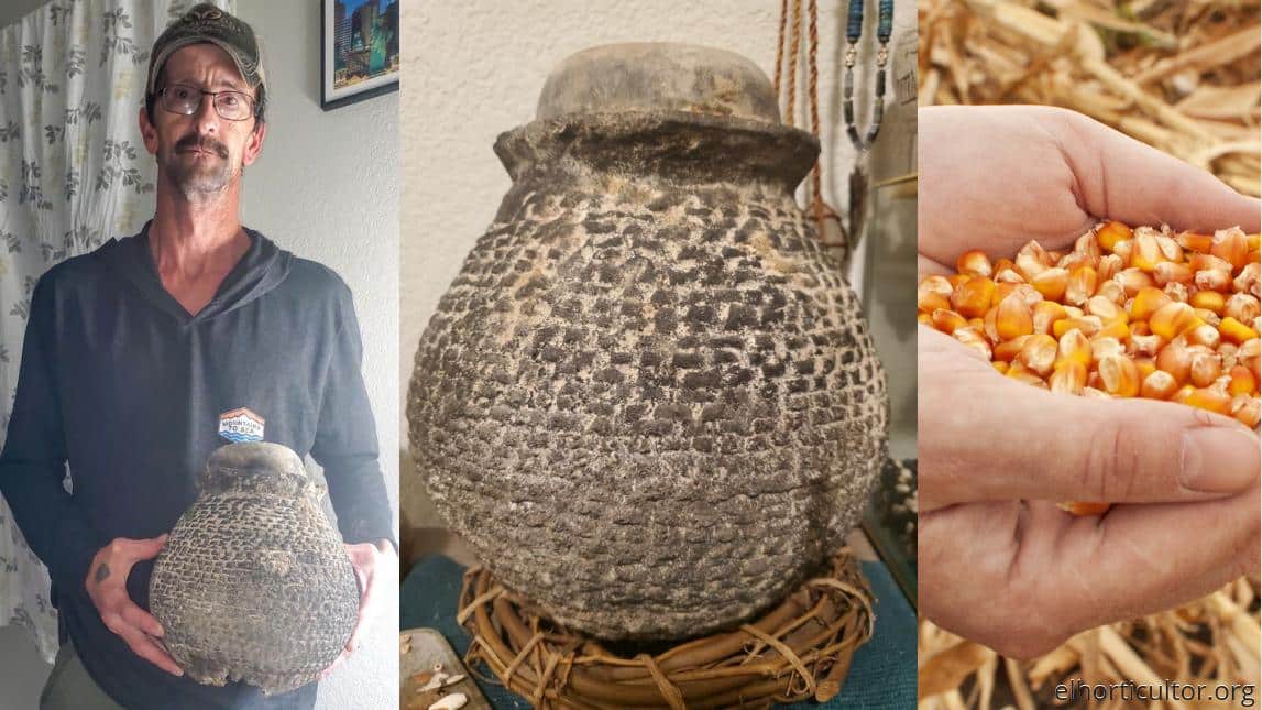 Granjero encuentra una vasija que contiene una variedad de maíz de 1000 años de antigüedad perfectamente conservada