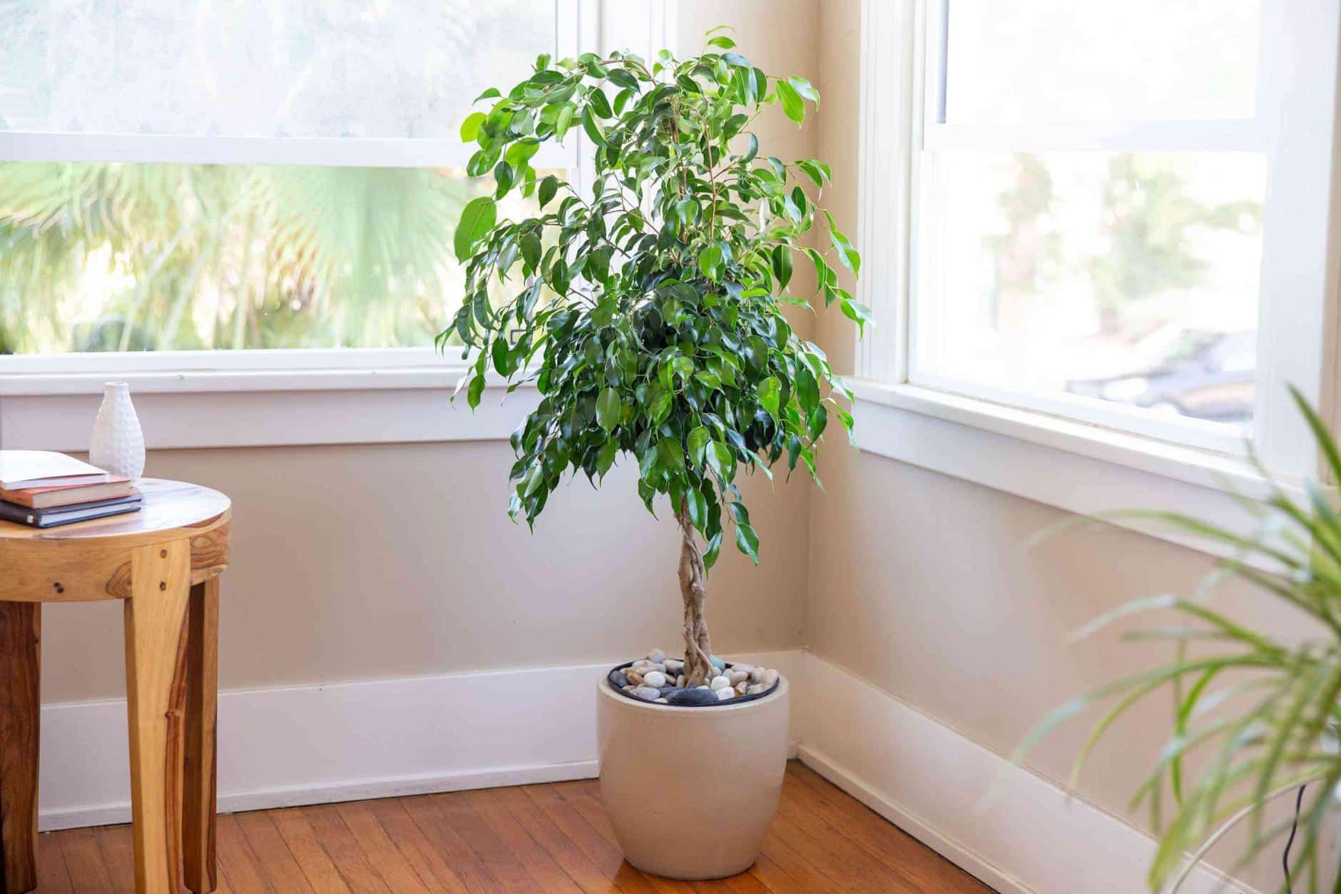 7 árboles que puedes tener dentro de casa para purificar el aire