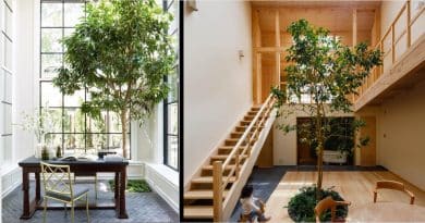 7 árboles que puedes tener dentro de casa para purificar el aire