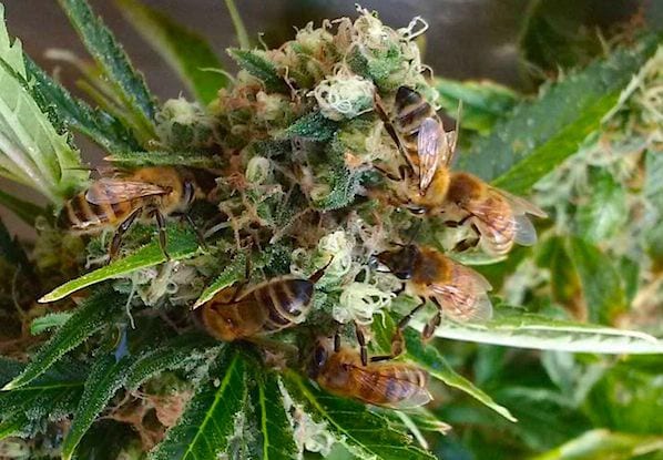 A las abejas les encanta el cannabis y también podrían beneficiarse del mismo