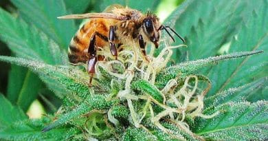 A las abejas les encanta el cannabis y también podrían beneficiarse del mismo