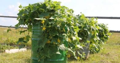 Cultivo de pepinos en barril: método eficiente y práctico