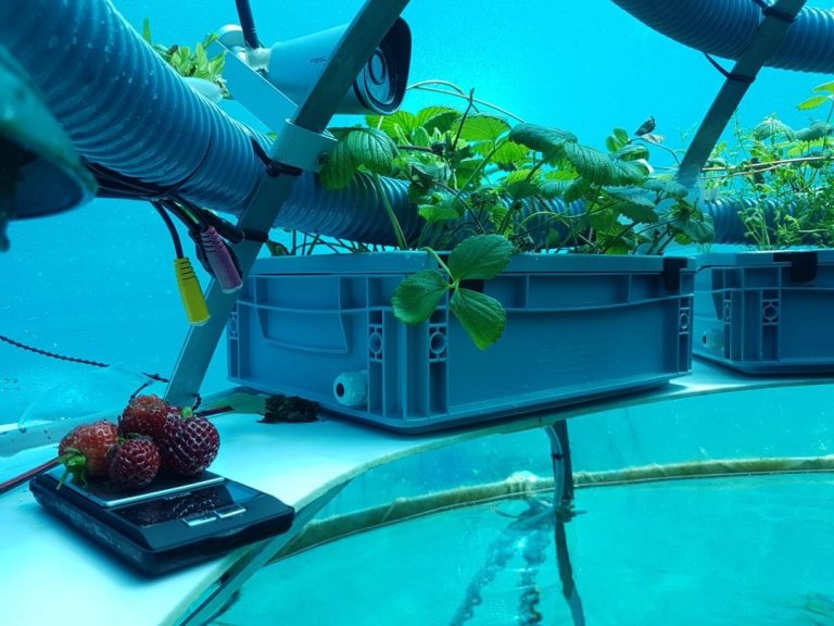 Huerto submarino produce frutas y verduras orgánicas en Italia
