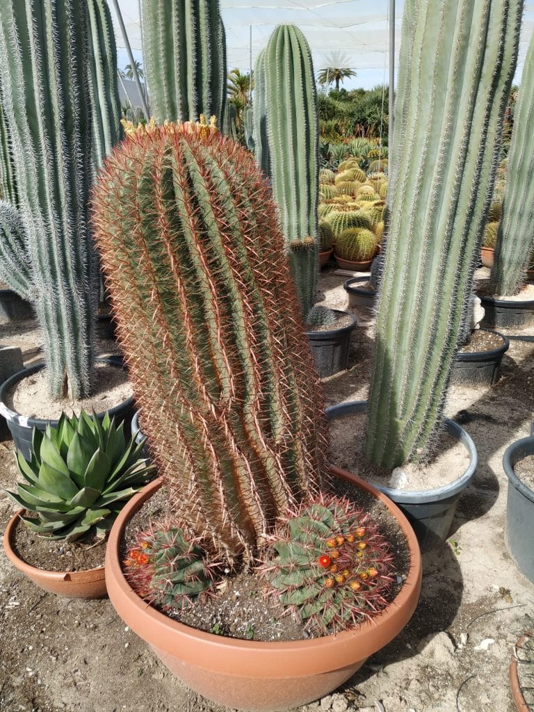 6 Señales de que tu Cactus o Suculenta necesita un trasplante