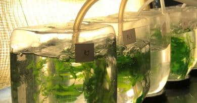 Aguas residuales del procesamiento de alimentos sirven como fertilizante en el cultivo de algas marinas