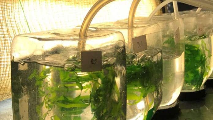 Aguas residuales del procesamiento de alimentos sirven como fertilizante en el cultivo de algas marinas