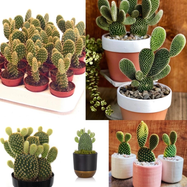 Cactus pequeños para la casa y la oficina