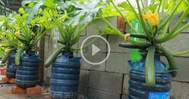Cómo cultivar Zucchini en macetas o botellas