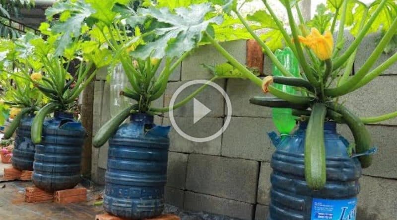 Cómo cultivar Zucchini en macetas o botellas