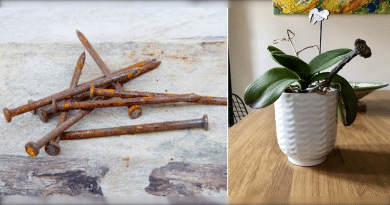 Cómo los clavos oxidados pueden salvar tus plantas moribundas