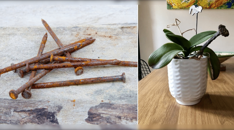 Cómo los clavos oxidados pueden salvar tus plantas moribundas