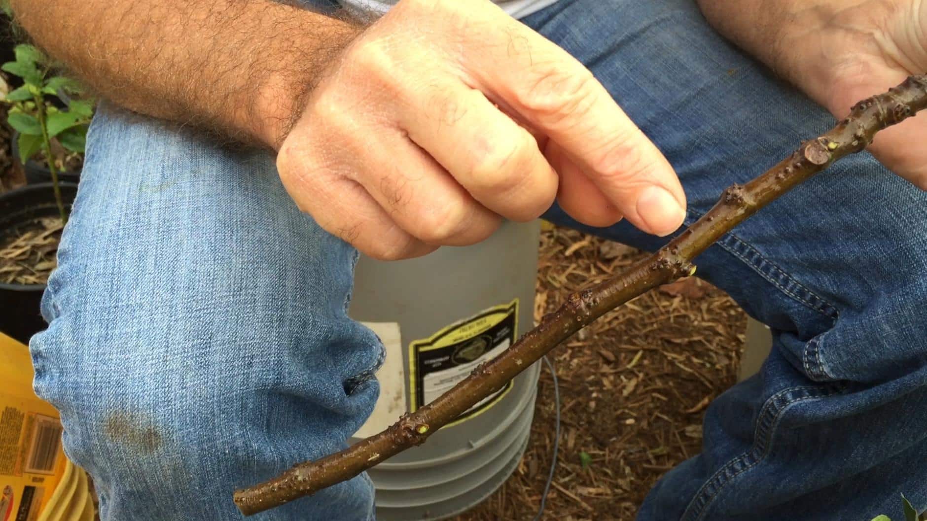 De esta forma puedes hacer un árbol de higuera en 30 días a partir de esquejes