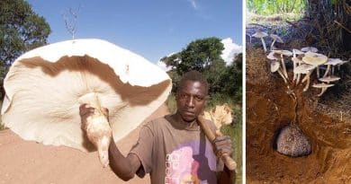 El hongo comestible más grande del mundo es Africano y Medicinal