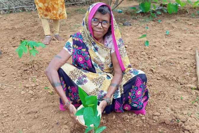 India planta 1,5 millones de árboles frutales en sistema agroforestal