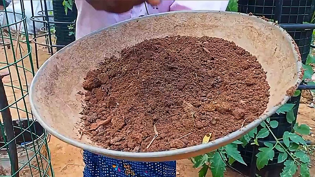 Indio enseña a cultivar papas en torres con hojas secas