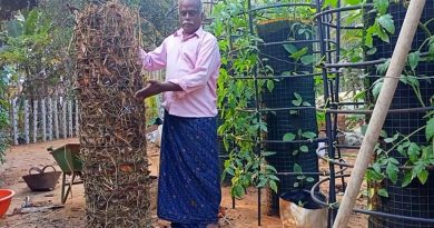 Indio enseña a cultivar papas en torres de hojas secas
