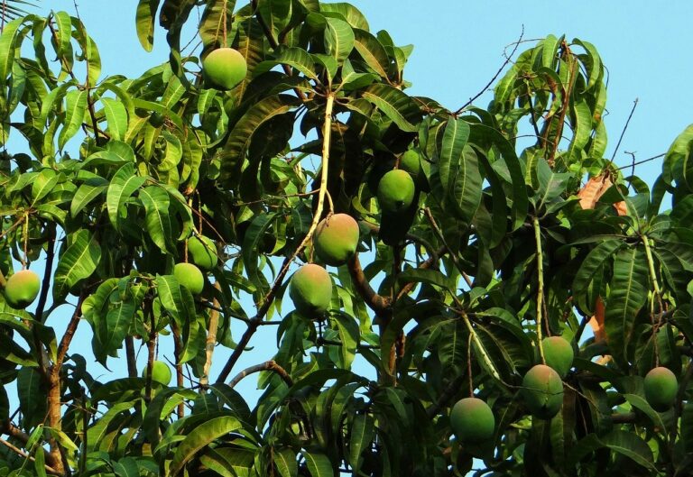 Indio tiene huerta de 135 árboles frutales en bidones de plástico