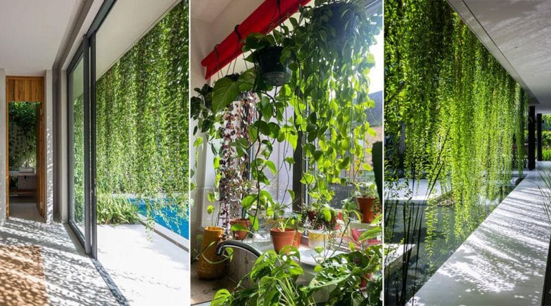 ¿Qué es una Cortina Verde? | Cómo hacer crecer una cortina de plantas vivas