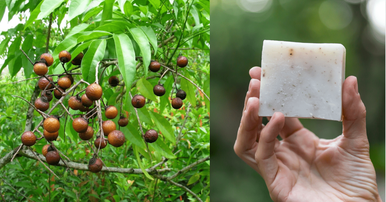 El árbol de jabón, una alternativa ecológica para el lavado de ropa » El  Horticultor