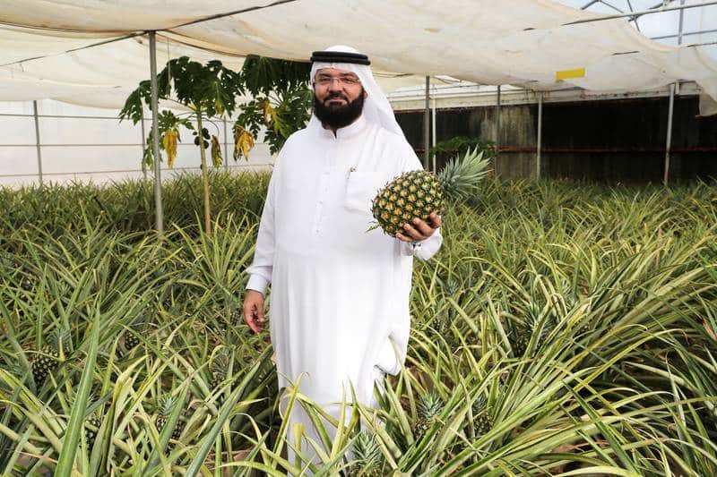El pionero de la piña de Dubái, utiliza métodos sostenibles y modernos para ayudar a que las frutas tropicales prosperen