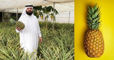 El pionero de la piña de Dubái, utiliza métodos sostenibles y modernos para ayudar a que las frutas tropicales prosperen