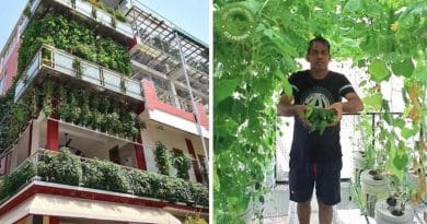 Periodista convierte su casa en una granja hidropónica urbana