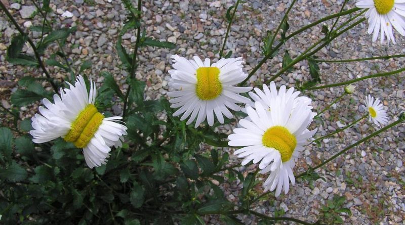 Aparecen extrañas flores mutantes cerca de Fukushima, Japón