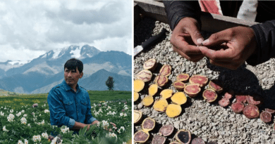 El agrónomo cusqueño que conquista al mundo con sus 300 variedades de superpapas nativas
