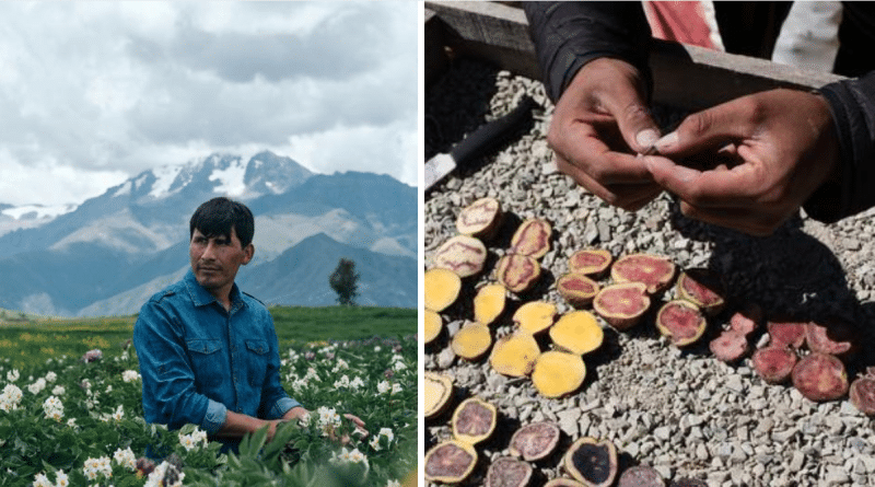 El agrónomo cusqueño que conquista al mundo con sus 300 variedades de superpapas nativas