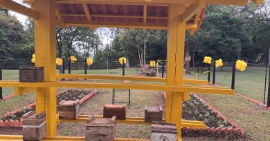 Huerta comunitaria en escuela producir&aacute; 900 kg de miel org&aacute;nica