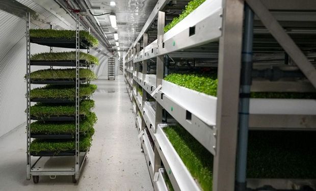 Reutilizan túneles de la Segunda Guerra Mundial para producir alimentos orgánicos