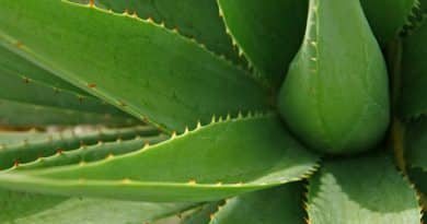 , ≫ Aloe vera &#8211; Plantas Medicinales | Beneficios y Propiedades