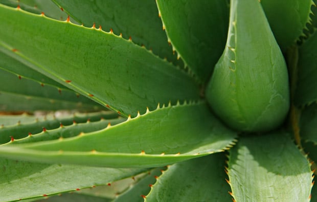 , ≫ Aloe vera &#8211; Plantas Medicinales | Beneficios y Propiedades