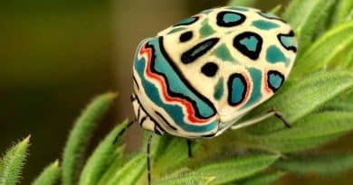 La chinche Picasso, una obra de arte de la naturaleza