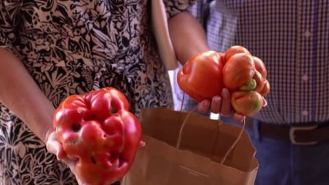 La Increíble Historia de Sybil Gorby: 58 Años Cultivando Tomates Gigantes de una Misma Variedad de Semillas