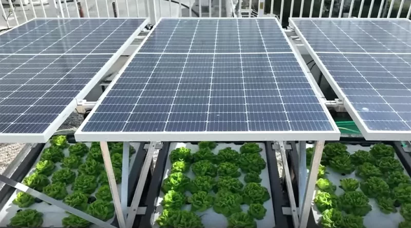 Sistema combina energía solar e hidroponía en cubiertas verdes