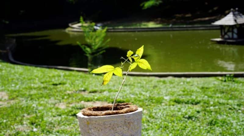 Brasileño crea urna que convierte cenizas humanas en árboles