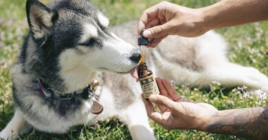 , CBD para perros: mejora la salud de tu mascota con este compuesto natural