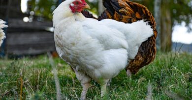 , Beneficios de criar gallinas en casa